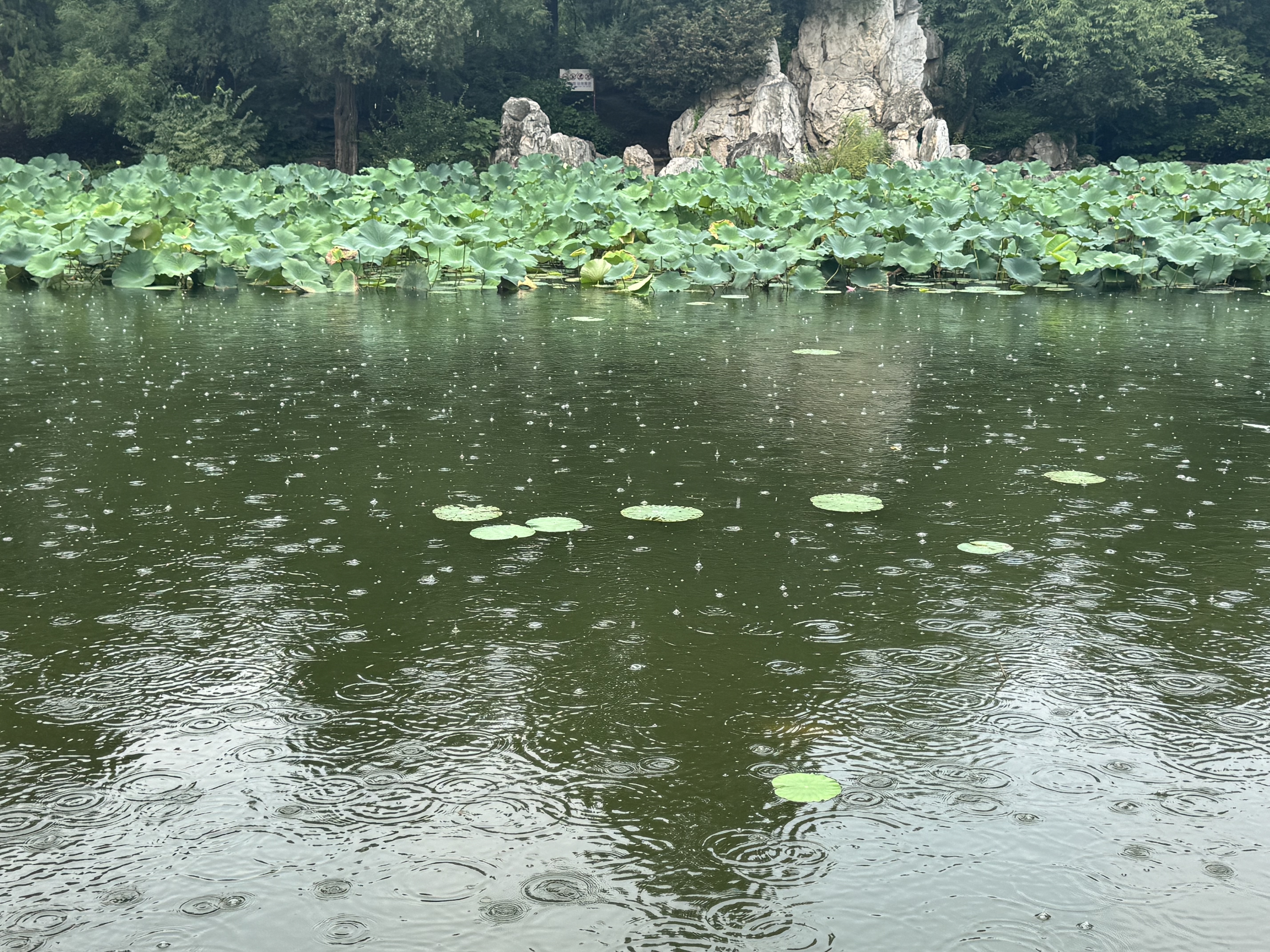 8.17 下午 水木清华