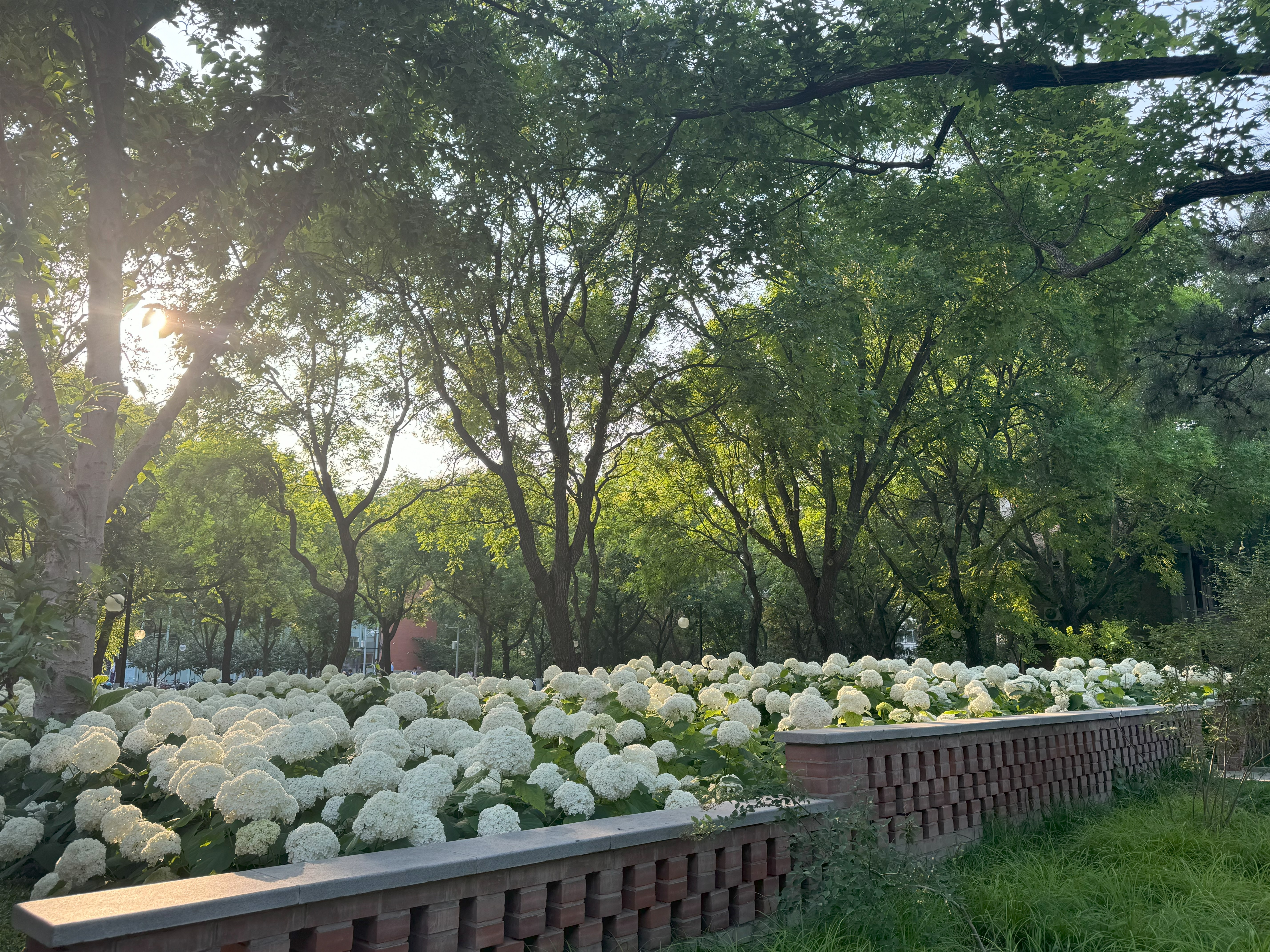 6.11 傍晚 观畴东侧