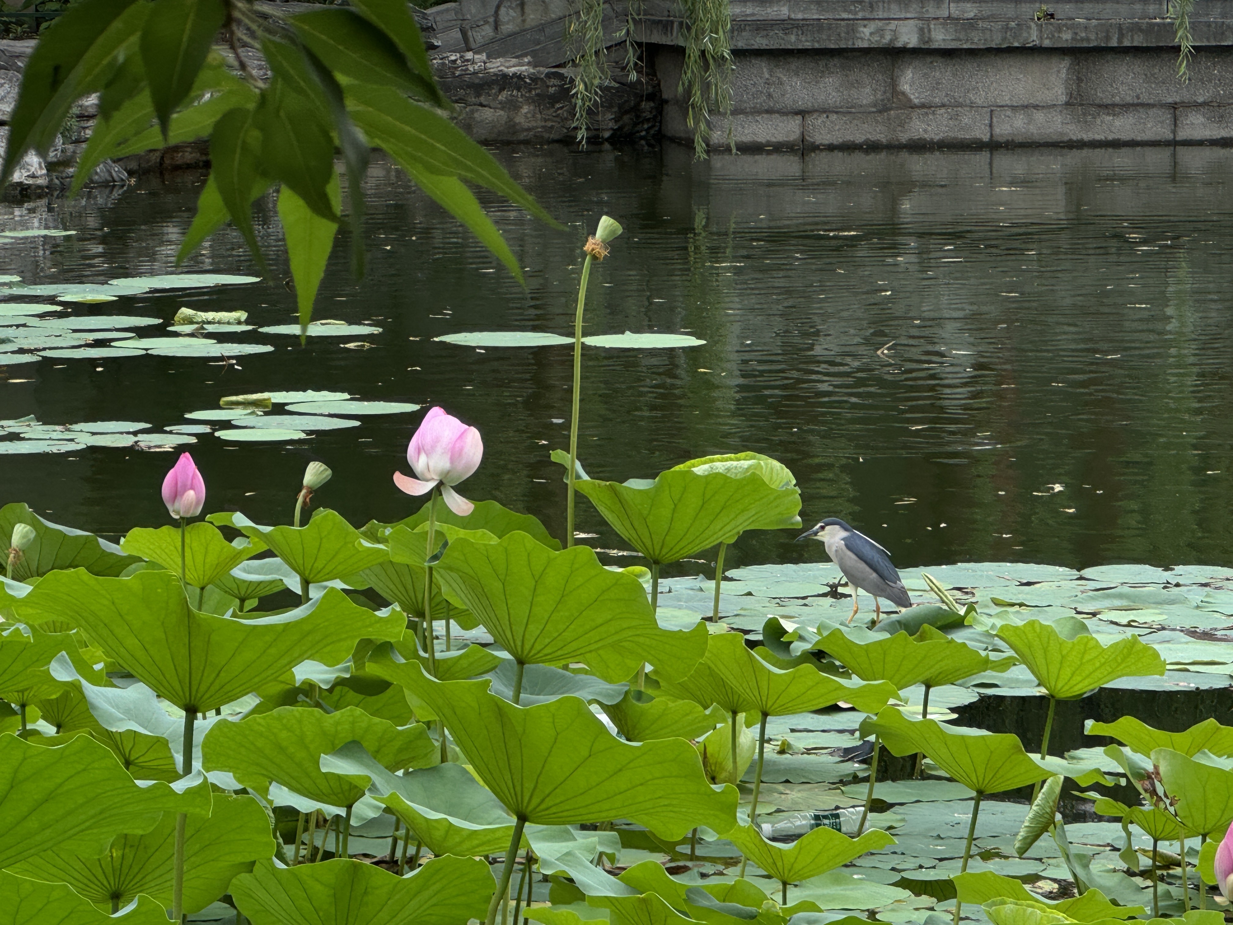 7.9 下午 水木清华