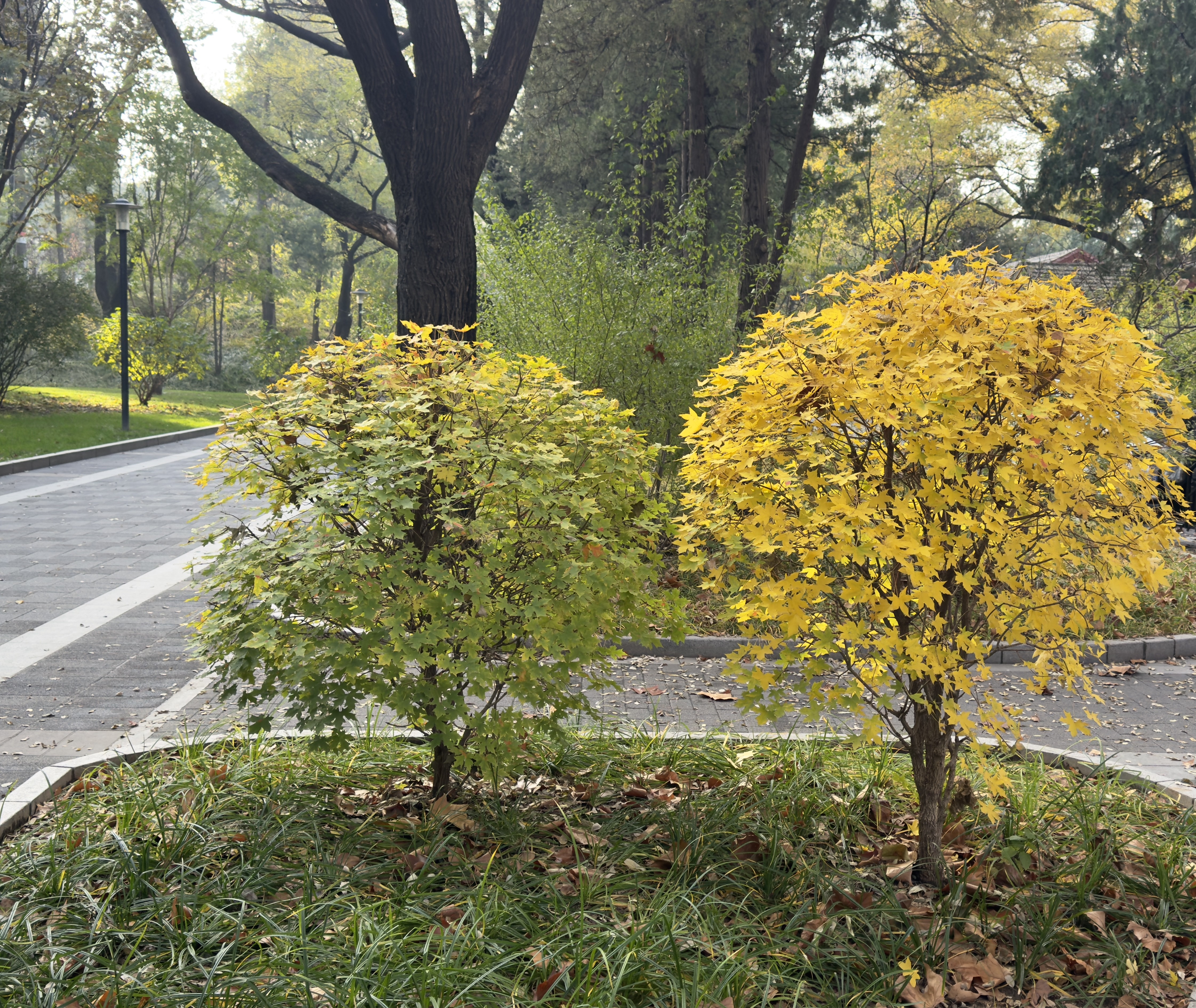 11.8 下午 工字厅旁