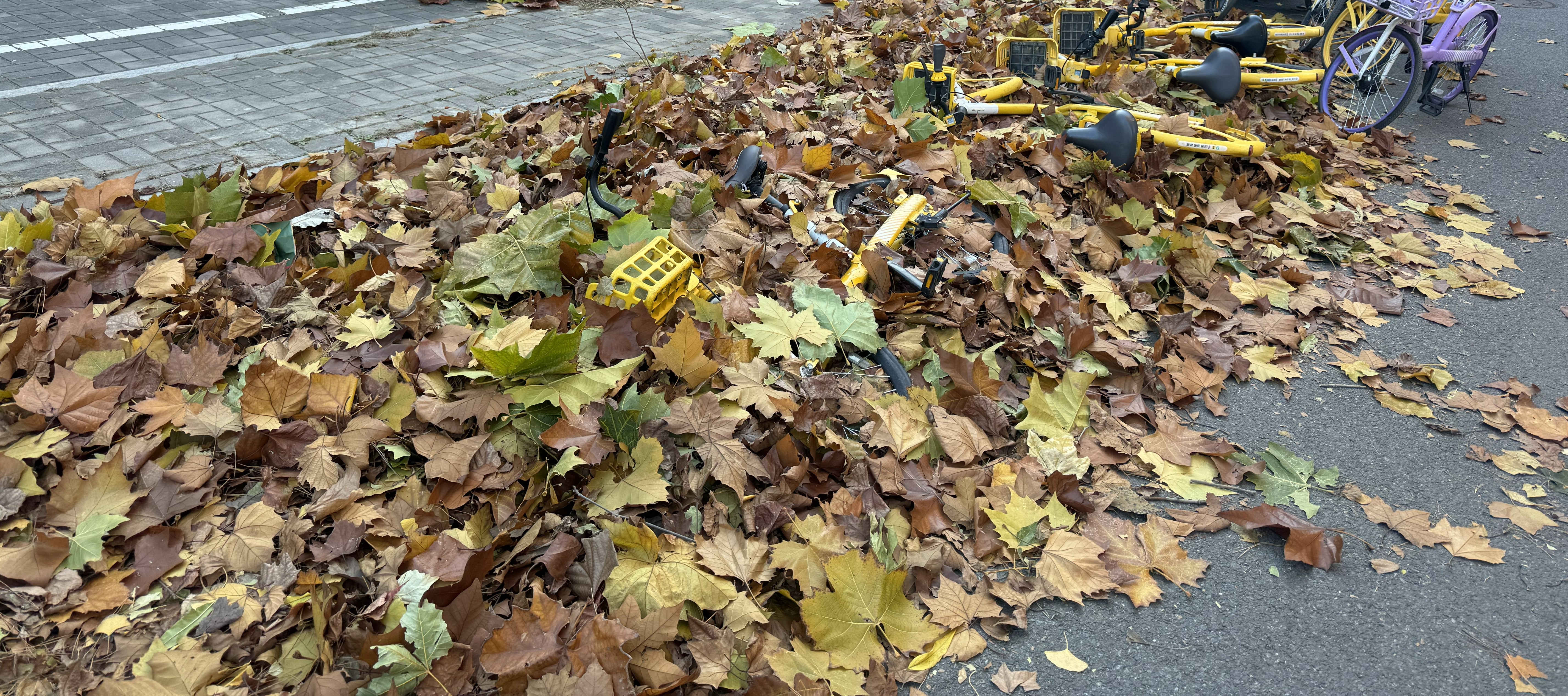 11.16 下午 北馆西馆星巴克外【叶海】